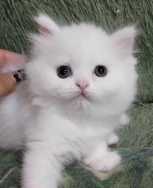Gattina cucciola femmina persiana  | Foto 1