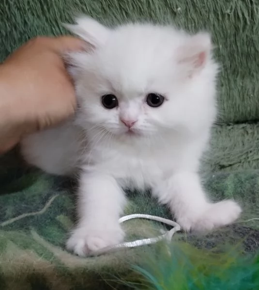 Gattina cucciola femmina persiana  | Foto 0