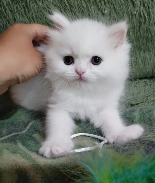 Gattina cucciola femmina persiana 