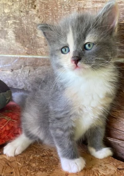 Cucciola simil Norvegese  | Foto 4