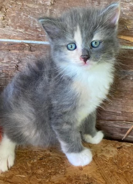 Cucciola simil Norvegese  | Foto 1