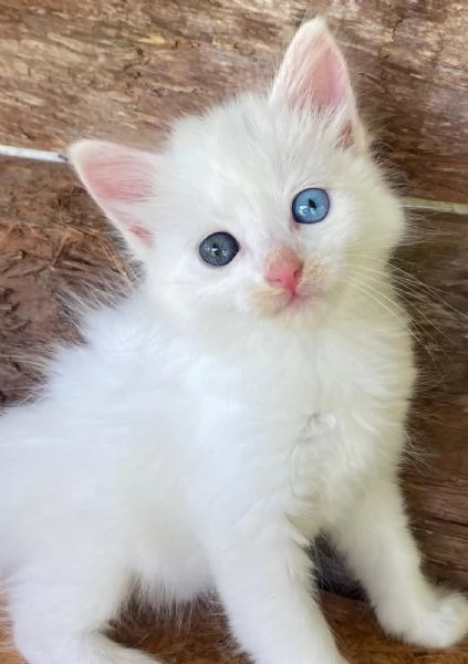 Cucciola occhi impari simil Norvegese