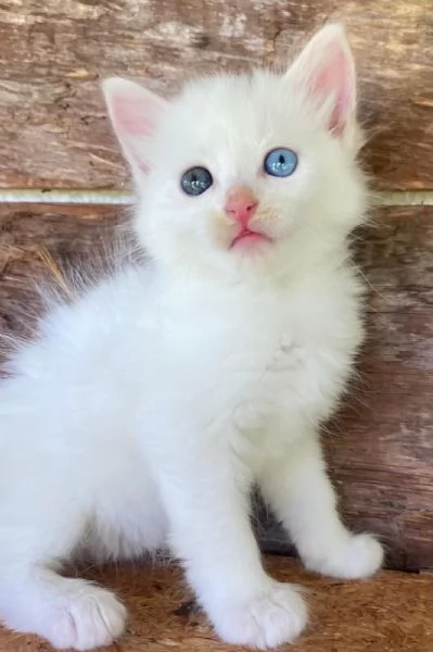 Cucciola occhi impari simil Norvegese | Foto 6
