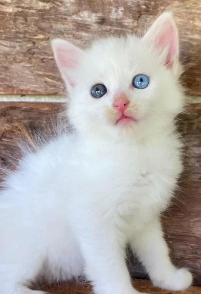 Cucciola occhi impari simil Norvegese | Foto 5