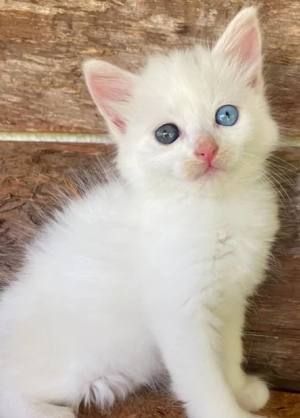 Cucciola occhi impari simil Norvegese | Foto 4
