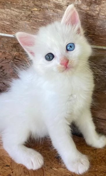 Cucciola occhi impari simil Norvegese | Foto 3