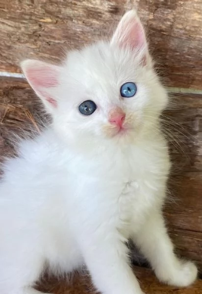 Cucciola occhi impari simil Norvegese | Foto 2