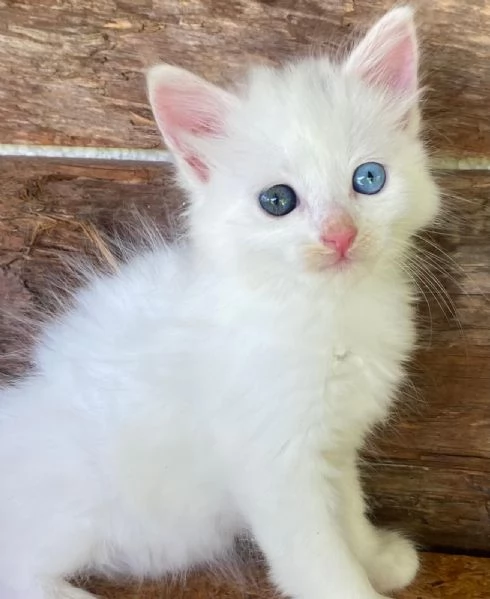 Cucciola occhi impari simil Norvegese | Foto 1