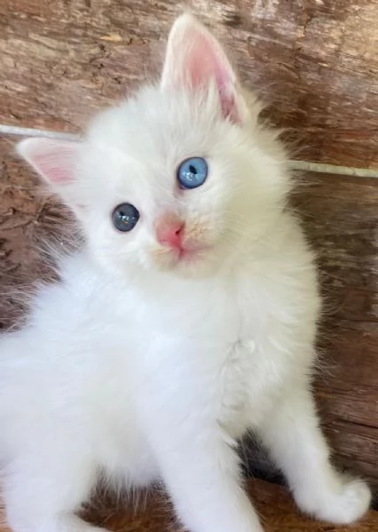 Cucciola occhi impari simil Norvegese | Foto 0