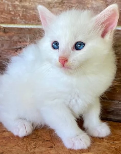 Gattino simil Norvegese 