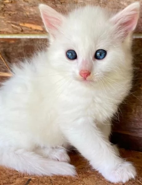 Gattino simil Norvegese  | Foto 5