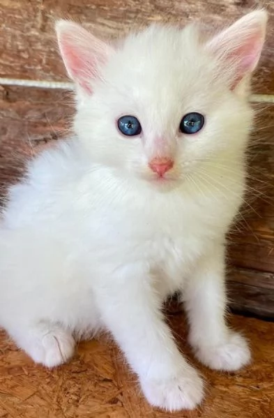Gattino simil Norvegese  | Foto 4