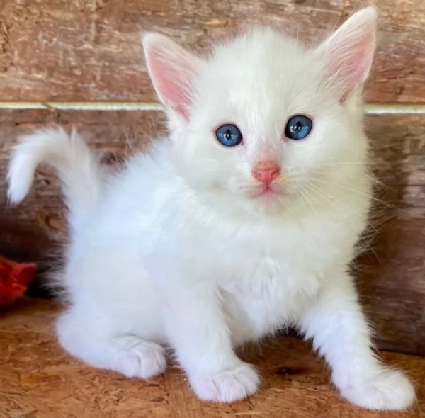 Gattino simil Norvegese  | Foto 3