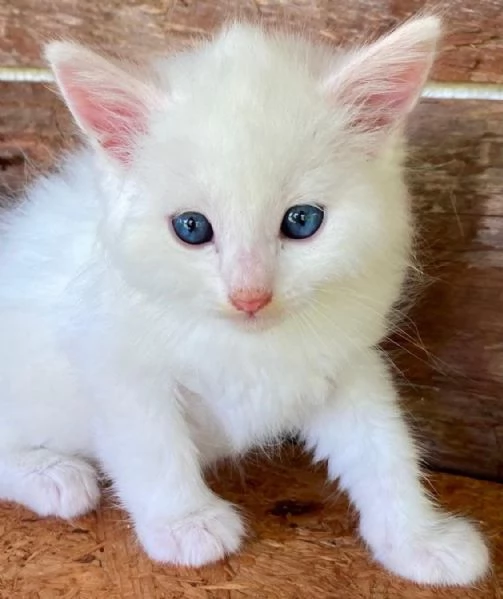 Gattino simil Norvegese  | Foto 2