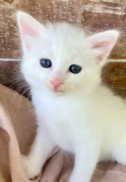 Gattina bianca simil Norvegese 