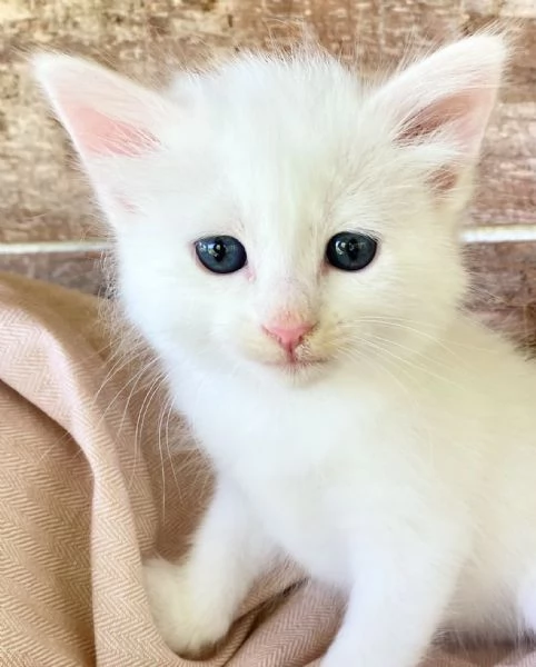Gattina bianca simil Norvegese  | Foto 3