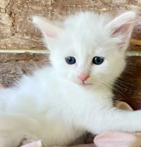 Gattina bianca simil Norvegese  | Foto 2