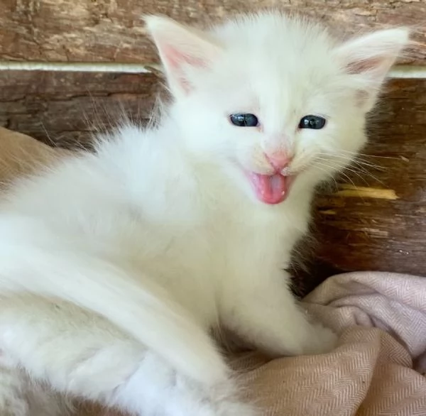 Gattina bianca simil Norvegese  | Foto 1