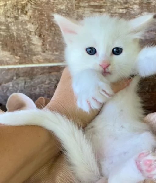 Gattina bianca simil Norvegese  | Foto 0