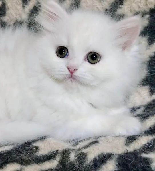 Cucciola di persiani normotipo FEMMINA  | Foto 3