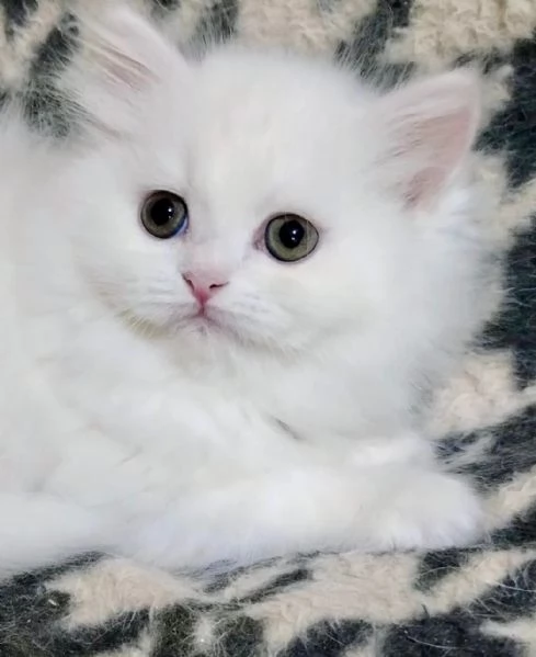 Cucciola di persiani normotipo FEMMINA  | Foto 2