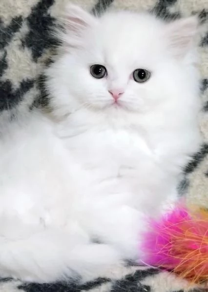 Cucciola di persiani normotipo FEMMINA  | Foto 1