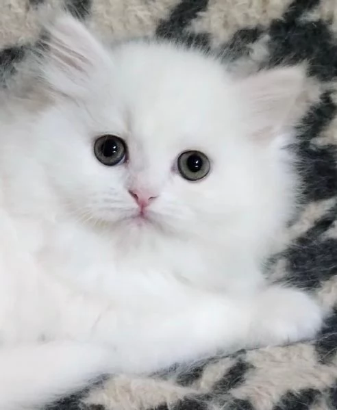 Cucciola di persiani normotipo FEMMINA  | Foto 0
