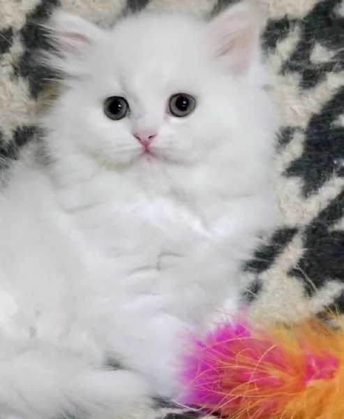 Cucciola di persiani normotipo FEMMINA 