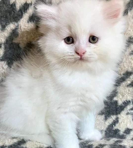 Cucciolo di persiani normotipo MASCHIO  | Foto 4