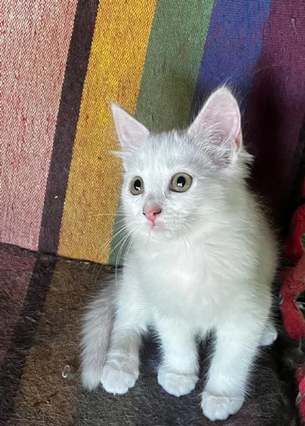 Gattino simil Siberiano maschio | Foto 6
