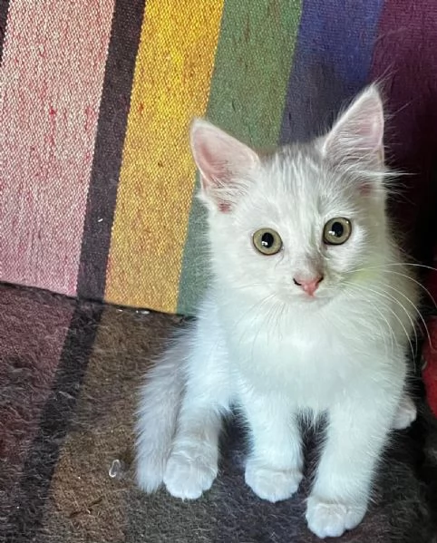 Gattino simil Siberiano maschio