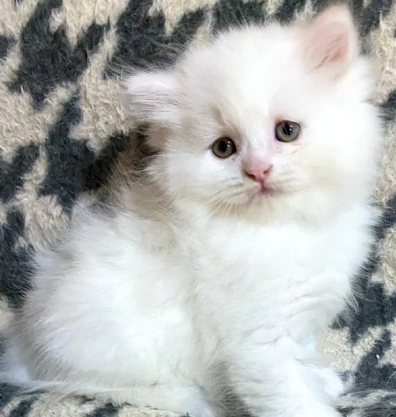 Cucciolo di persiani normotipo MASCHIO  | Foto 2