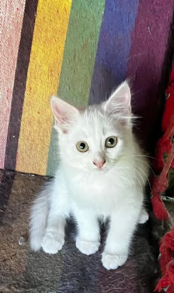 Gattino simil Siberiano maschio | Foto 5