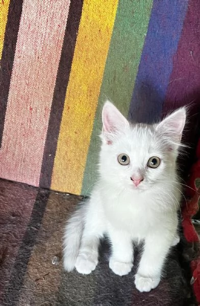 Gattino simil Siberiano maschio | Foto 4