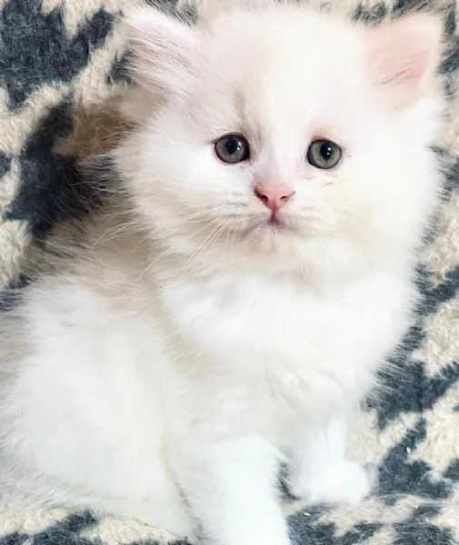 Cucciolo di persiani normotipo MASCHIO 
