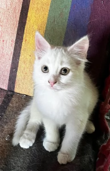 Gattino simil Siberiano maschio | Foto 3