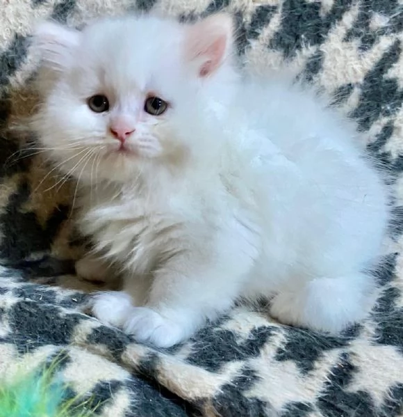 Cucciolo di persiani normotipo MASCHIO  | Foto 0