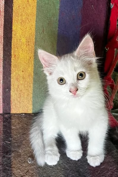 Gattino simil Siberiano maschio | Foto 2