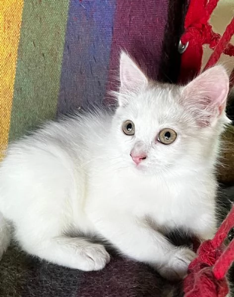 Gattino simil Siberiano maschio | Foto 1