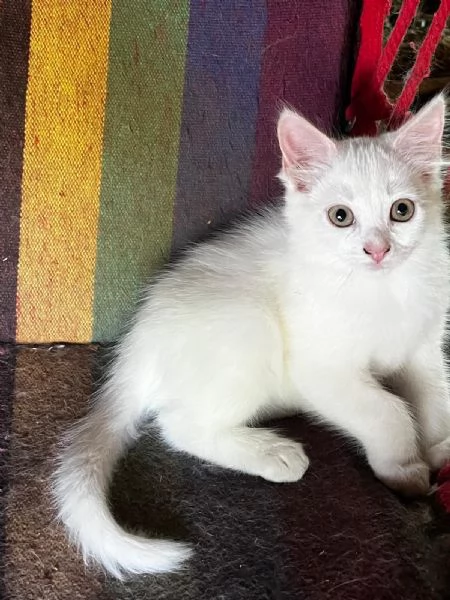 Gattino simil Siberiano maschio | Foto 0
