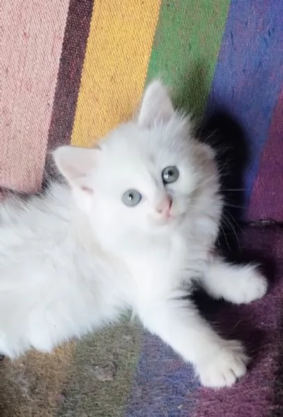 Gattina femmina simil siberiano  | Foto 6