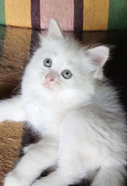 Gattina femmina simil siberiano  | Foto 5