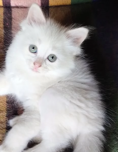 Gattina femmina simil siberiano  | Foto 3