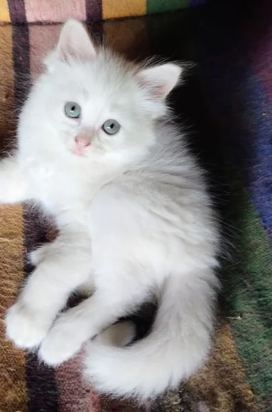 Gattina femmina simil siberiano  | Foto 2