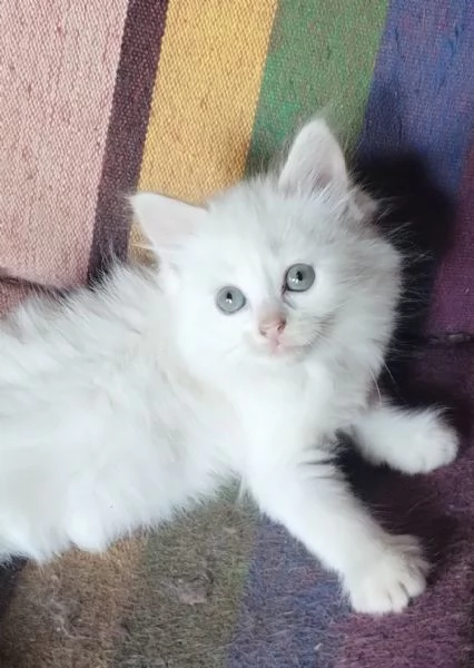 Gattina femmina simil siberiano  | Foto 1
