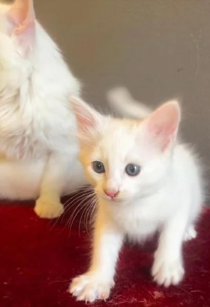 Gattina femmina simil Norvegese delle Foreste  | Foto 3