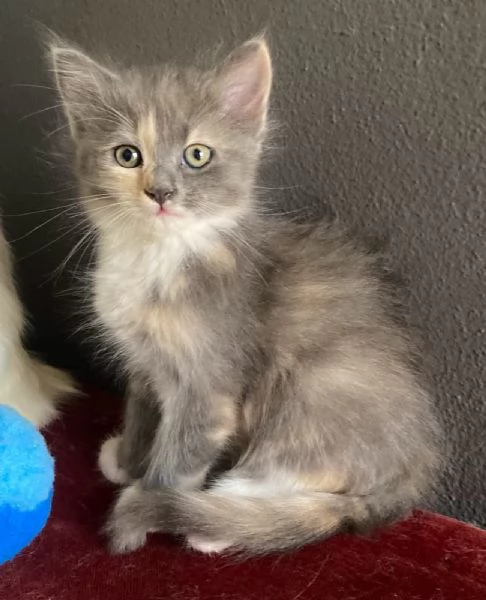 Gattina simil Norvegese femmina  | Foto 6