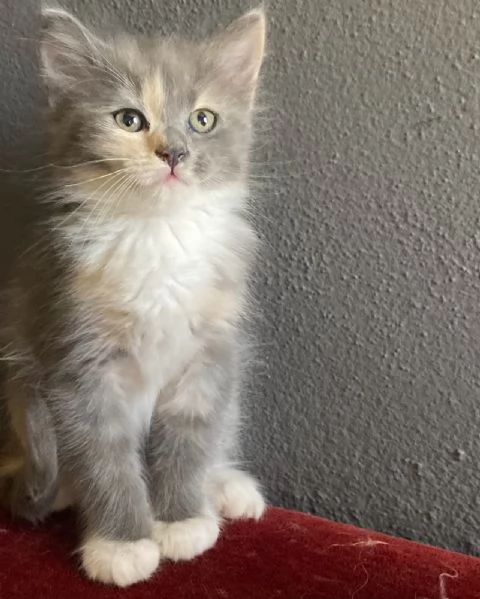 Gattina simil Norvegese femmina  | Foto 5
