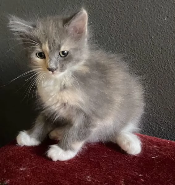 Gattina simil Norvegese femmina  | Foto 4