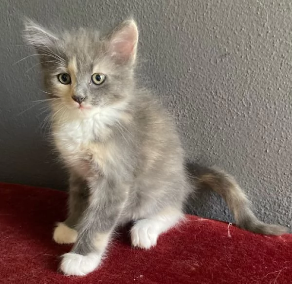 Gattina simil Norvegese femmina  | Foto 3